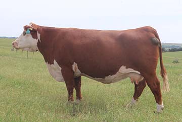MSU Rachael 58Z ET